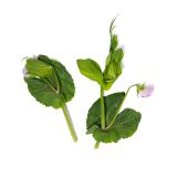 Pea Tendril Blossoms