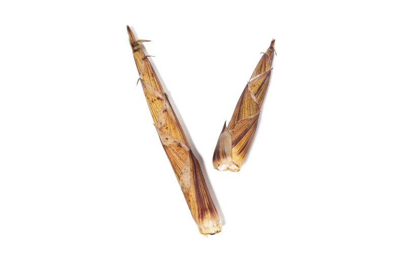 Wild Bamboo Shoots