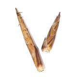 Wild Bamboo Shoots