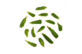 Wild Spruce Tips