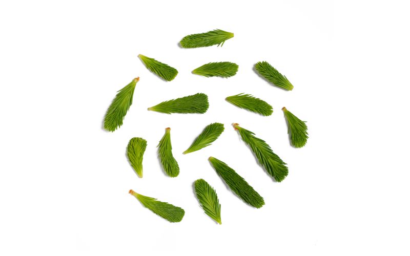Wild Spruce Tips
