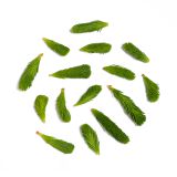 Wild Spruce Tips