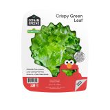 Crispy Green Leaf Lettuce