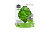 Butterhead Lettuce