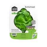 Butterhead Lettuce