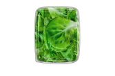Butterhead Lettuce