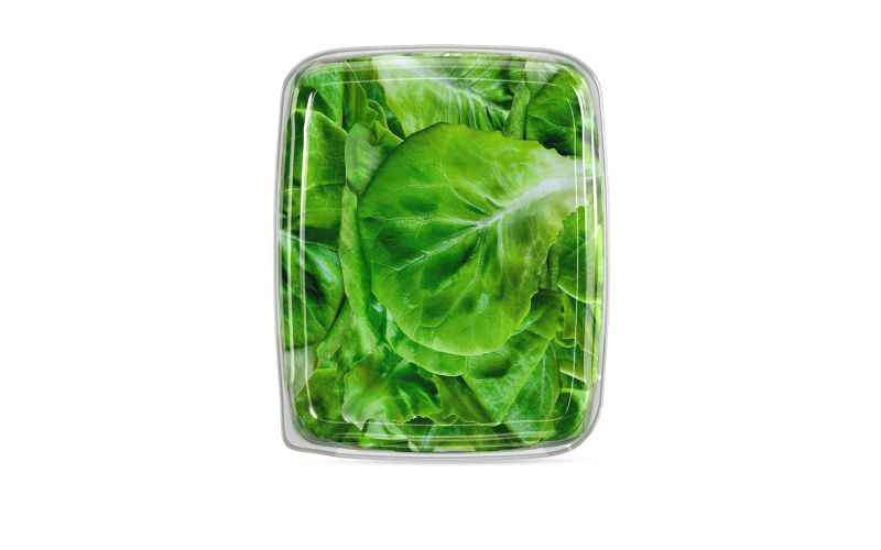 Butterhead Lettuce