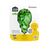 Romaine