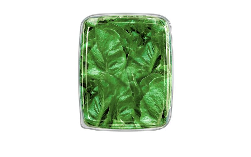 Romaine