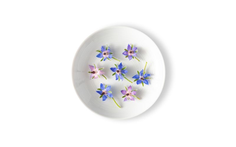 Borage Flowers