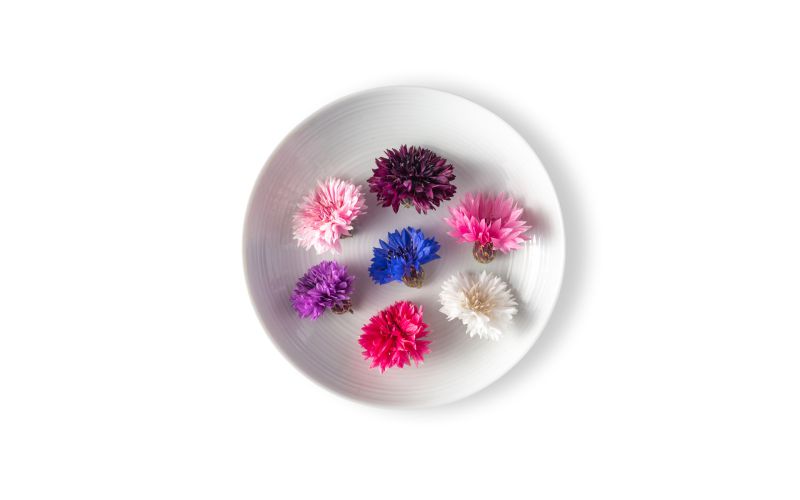 Bachelor's Buttons