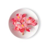 Apple Blossoms Begonia Pink