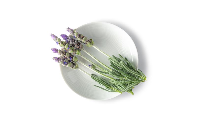 Lavender Flowers