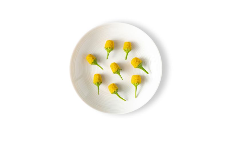 Buzz Buttons