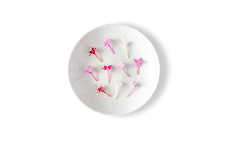 Micro Star Flowers