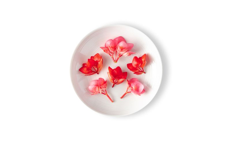Micro Begonia Flowers Valentines Hearts