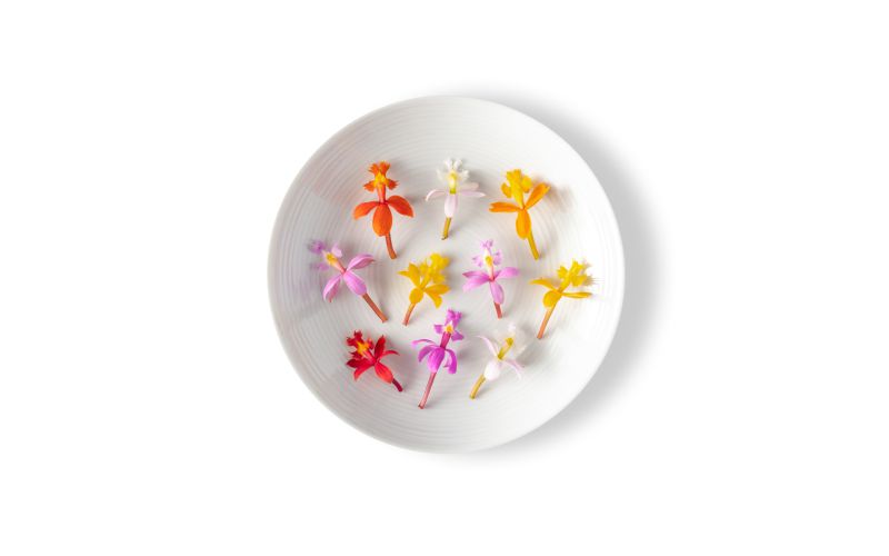 Micro Orchids