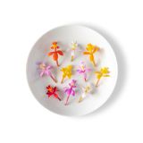 Micro Orchids