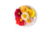 Dahlia Flowers