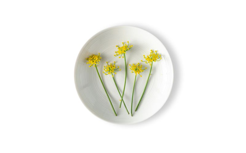 Fennel Flowers