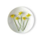 Fennel Flowers