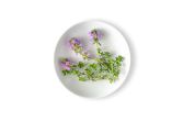 Thyme Blossom
