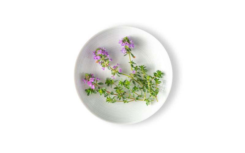 Thyme Blossom