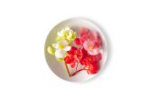 Begonia Flower Mix