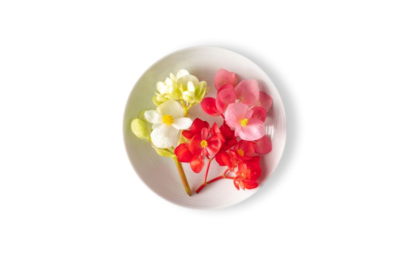 Begonia Flower Mix