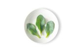 Oyster Leaves