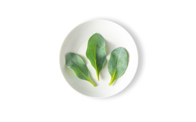 Oyster Leaves
