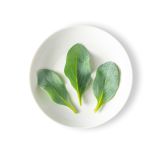 Oyster Leaves