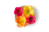 Hibiscus Flowers