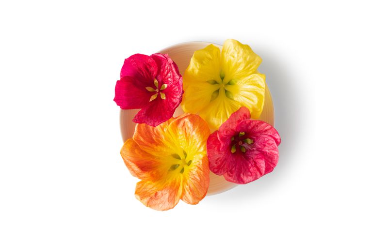 Hibiscus Flowers