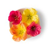 Hibiscus Flowers