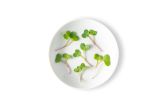 Micro Daikon Radishes