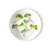 Micro Daikon Radishes