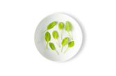 Micro Sorrel