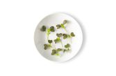 Micro Red Mustard Greens