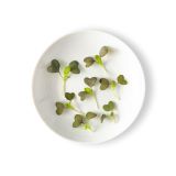 Micro Red Mustard Greens