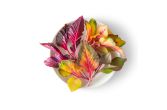 Petite Carnival Amaranth