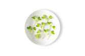Micro Mustard Dijon