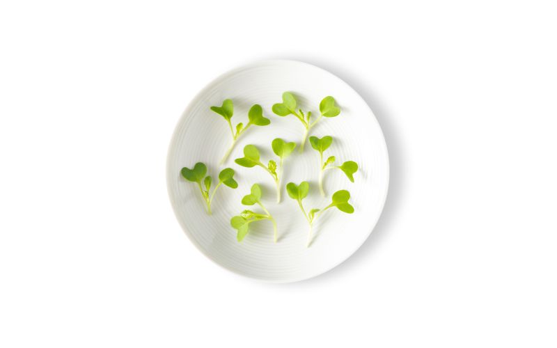 Micro Mustard Dijon