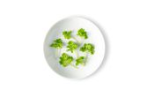 Micro Chervil