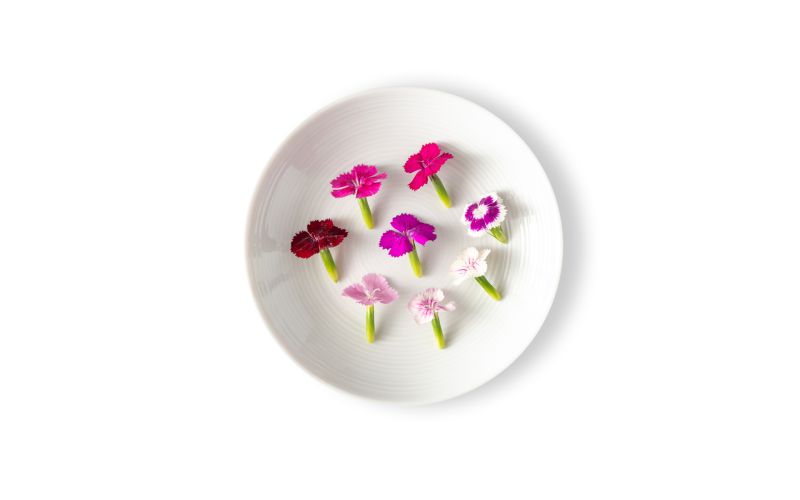 Micro Dianthus