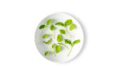 Micro Lemon Balm