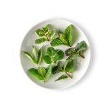 Micro Mint Tops
