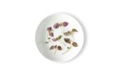 Micro Red Shiso