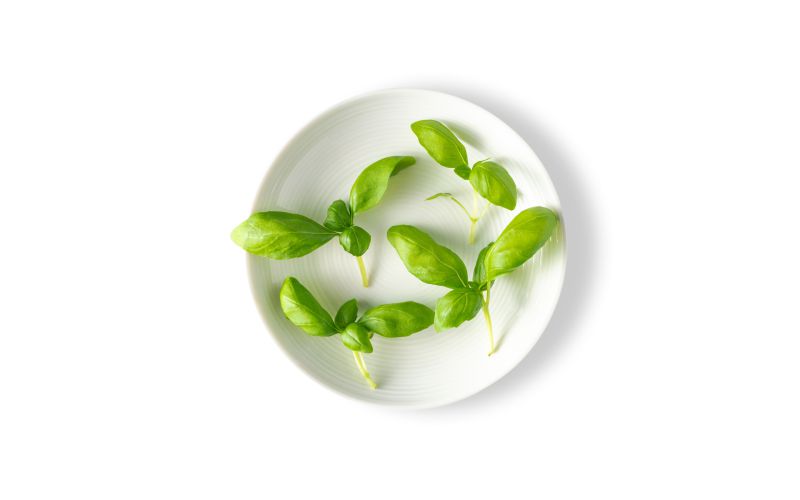 Petite Italian Basil