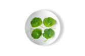 Petite Nasturtium Leaves